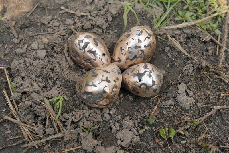 Foto 1: Plover's eggs