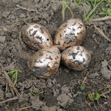 Foto 2: Plover's eggs