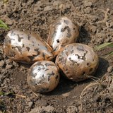 Foto 2: Plover's eggs