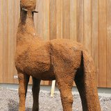 Foto 3: Klein paardje begrijpt het niet